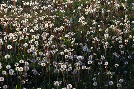 dandelion field taken during daytime thumbnail