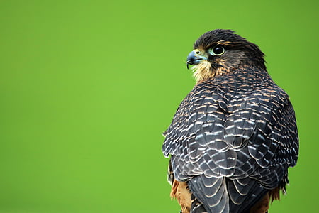 black and brown bird thumbnail