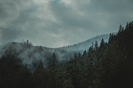 green tall leafy trees thumbnail
