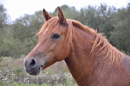 close up photo of horse under white clouds at daytime thumbnail