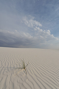 green leafed plant growing on sand dune thumbnail