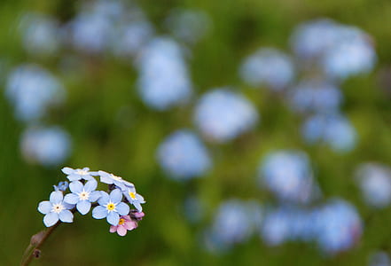 love, field, flowers, blue thumbnail