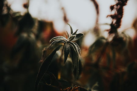 green leafed plant in tilt shift lens photography thumbnail
