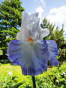 white and blue Iris flower at daytime thumbnail