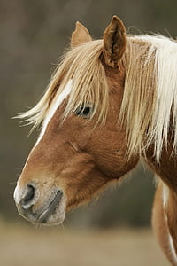 brown and white horse thumbnail