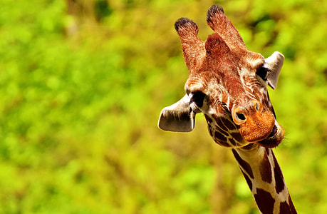 selective focus photo of brown giraffe thumbnail