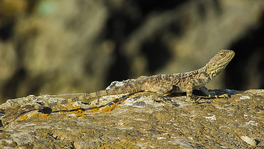Stellagama Stellio Cypriaca, Lizard thumbnail