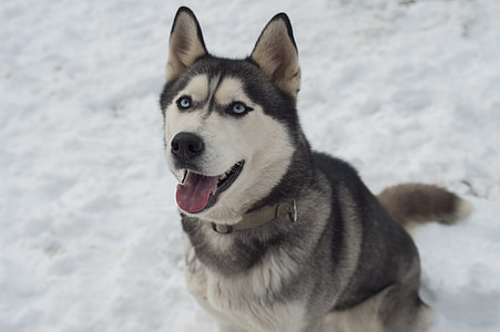 Siberian Husky facing upwards thumbnail