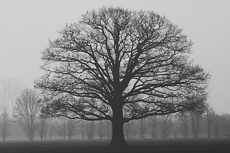 grayscale photo of tree thumbnail