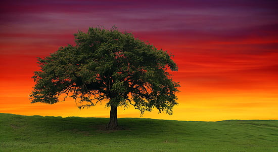 green tree under sky thumbnail