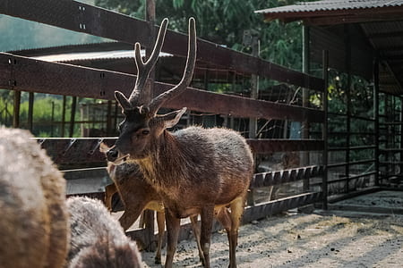 Brown Reindeer Near on Brown Wooden Fence thumbnail