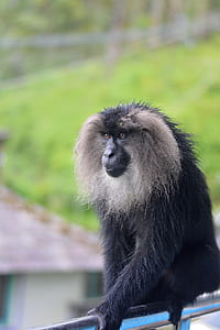 black and gray monkey on gray metal rail at daytime thumbnail