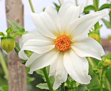 white petaled flower thumbnail