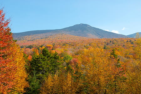forest, trees, autumn, fall thumbnail