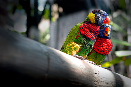 two green-blue-and-yellow birds thumbnail