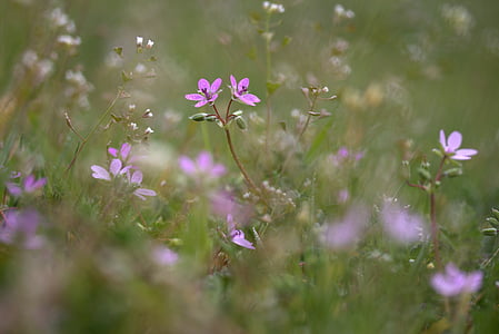 shallow focus photography of purple flowers thumbnail