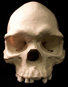 white skull thumbnail