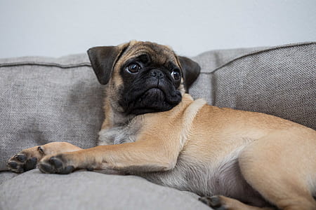 apricot pug lying on gray sofa close-up photo thumbnail