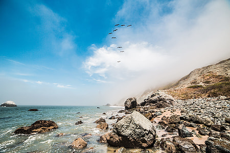 9 Birds Flying Along The Ocean Shoreline thumbnail