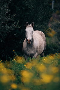 gray horse on flower field thumbnail