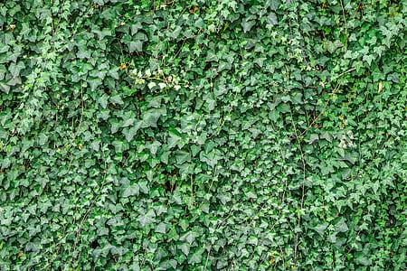 green leaves during daytime thumbnail