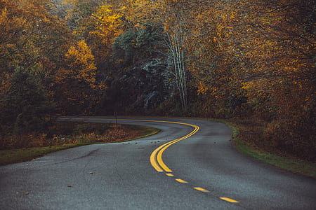 curve ahead road surrounded of trees during daytime thumbnail