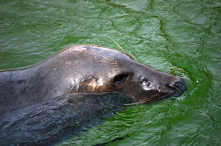 seal swim in body of water thumbnail