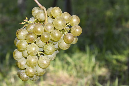 green grapes thumbnail