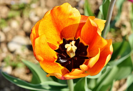 orange flower thumbnail