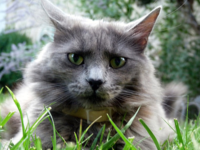 focus photo of gray Persian cat thumbnail