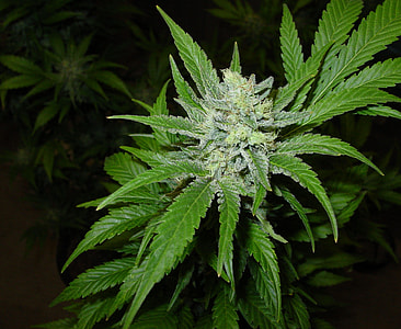 close-up photo of marijuana plant thumbnail