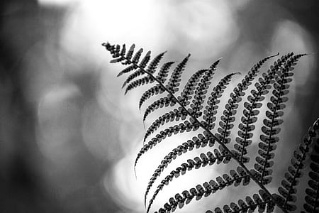 grayscale selective focus photography of leaf thumbnail