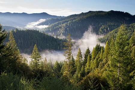 green trees at daytime thumbnail