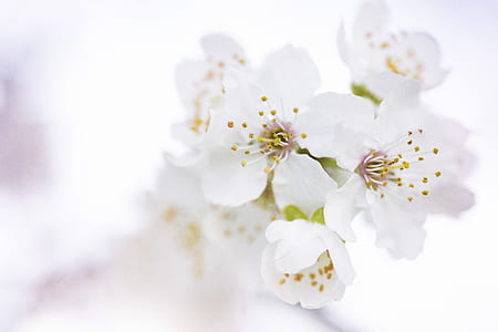 nature, flowers, blur, outdoors thumbnail