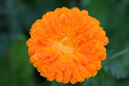 macro photography of orange pot marigold flower thumbnail