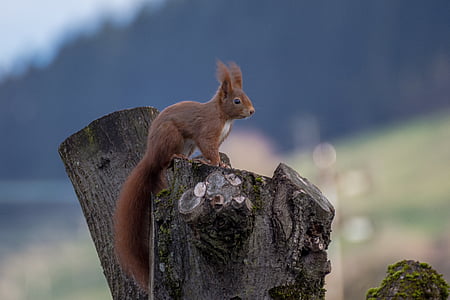brown squirrel on tree stump during daytime thumbnail