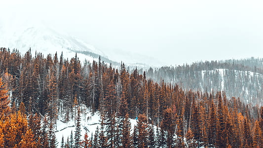 brown pine trees thumbnail