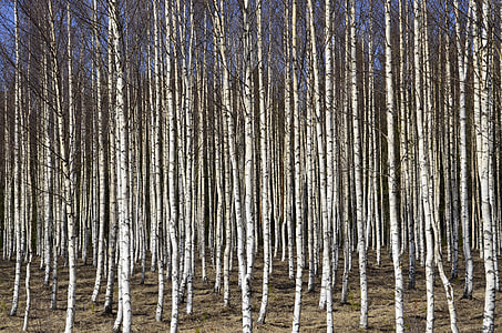 bush of birch tree thumbnail