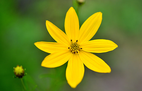 selective focus photography of yellow 8-petaled flower thumbnail