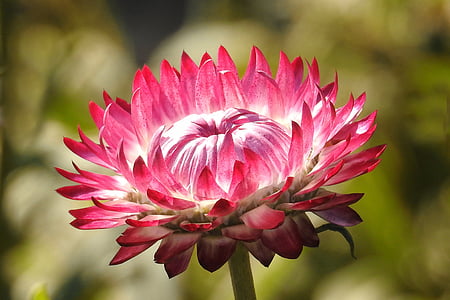pink everlasting daisy flower in close up photography thumbnail