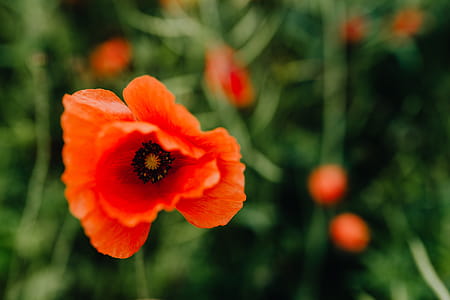 A field of Red Poppies thumbnail