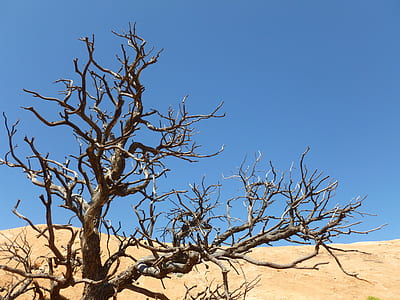 brown bare tree near brown hill under clear blue sky thumbnail