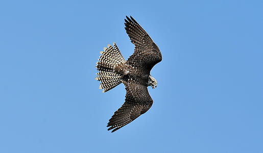 flying eagle during daytime thumbnail