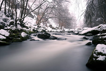 grayscale photo of river between tall trees thumbnail