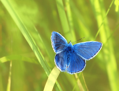 Common Blue Butterfly perched on plant thumbnail