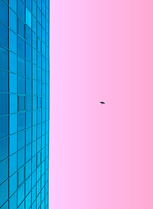 black bird flying near glass wall thumbnail