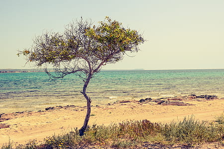 wood, sea, dawn, landscape thumbnail