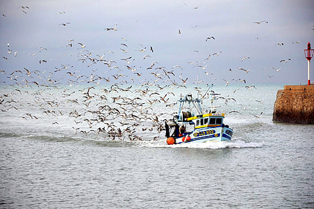 white and brown yacht surrounded by birds at day time thumbnail
