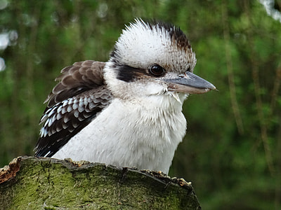 white and brown bird on rock thumbnail