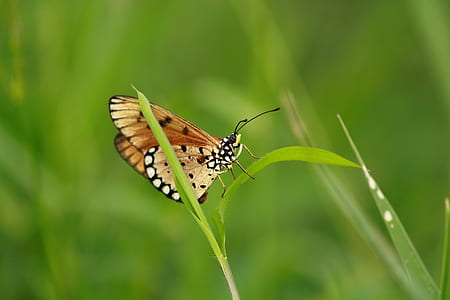 nature, animal, grass, blur thumbnail